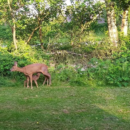 Baeverstien Iii * Bøtø By